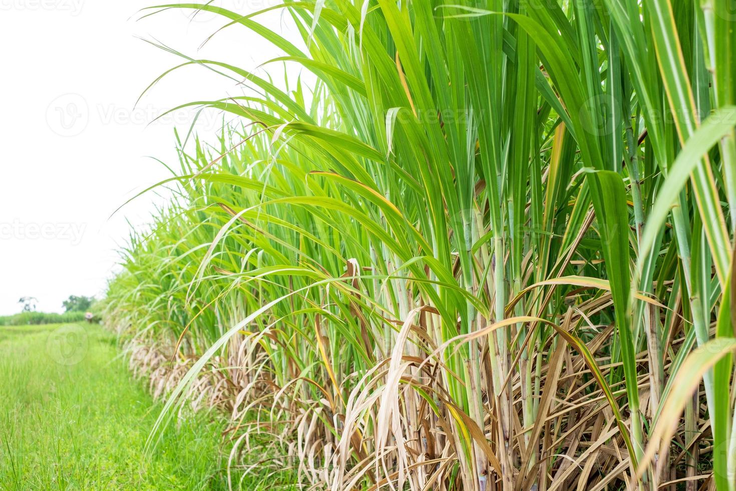 hoja de caña de azúcar en los campos de caña de azúcar en la temporada de lluvias, tiene vegetación y frescura. muestra la fertilidad del suelo foto