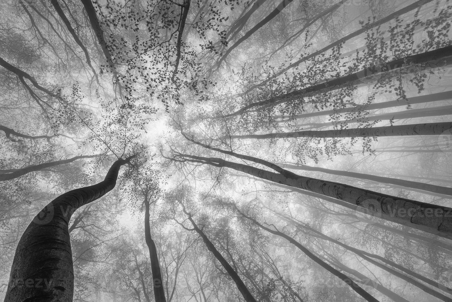 Springtime trees crown photo