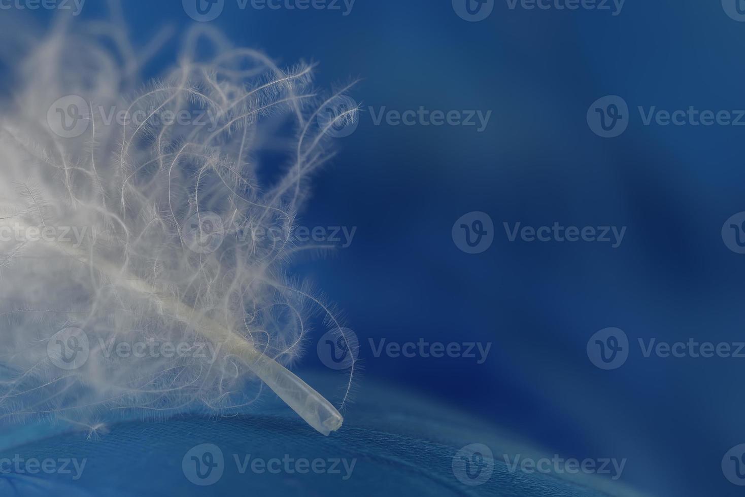Macro view of one white feather photo