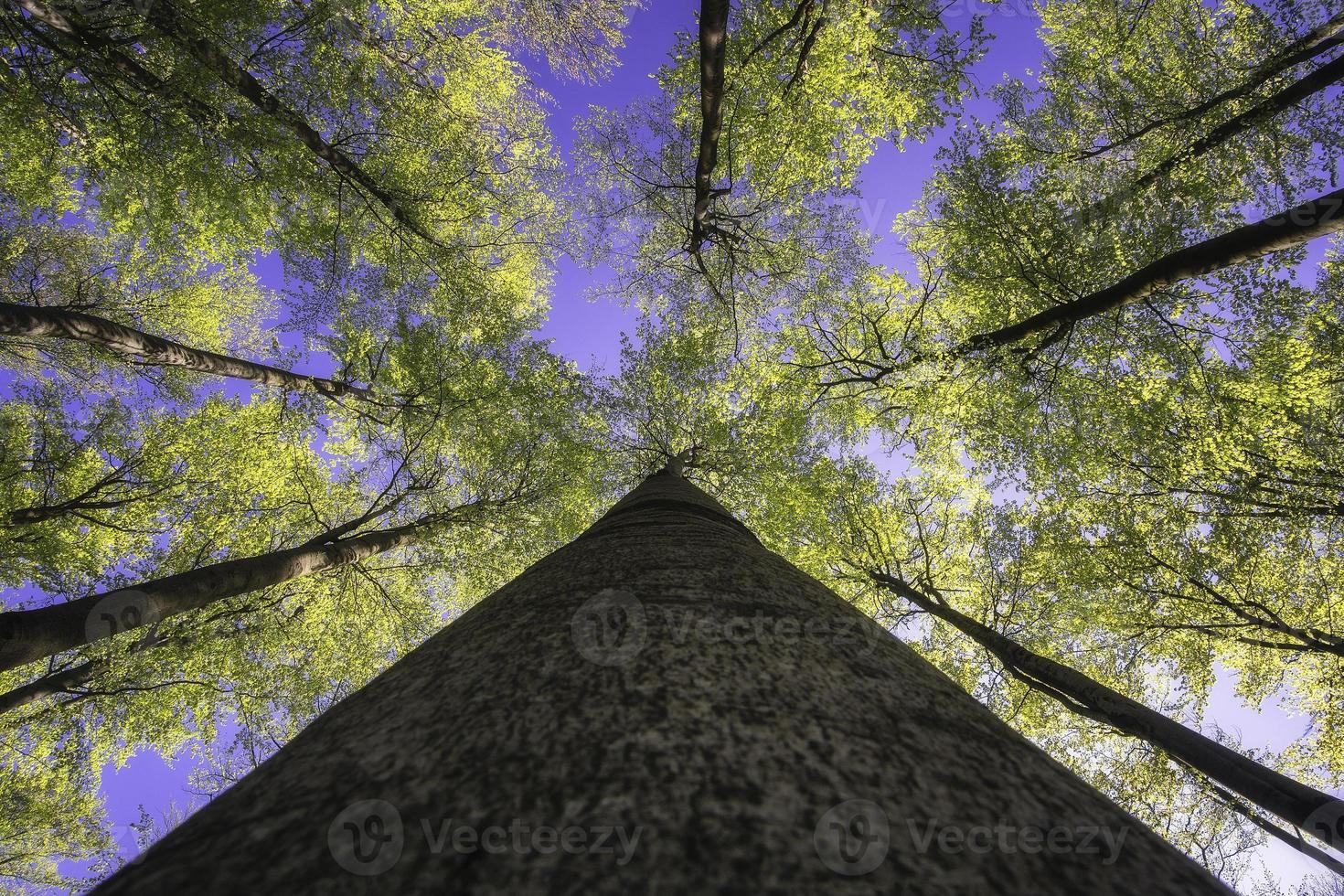 corona de arbol de primavera foto