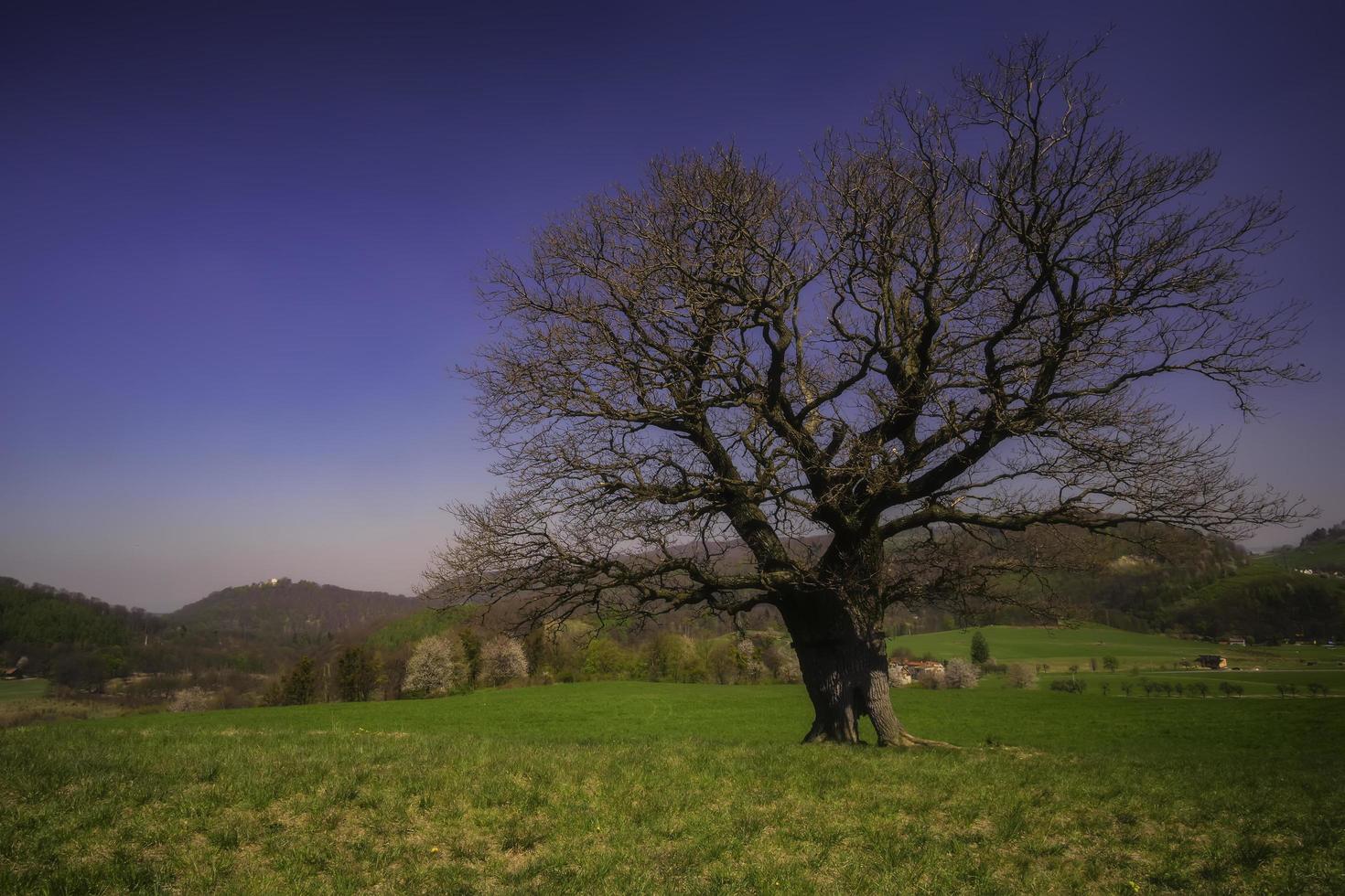 viejo árbol solitario foto