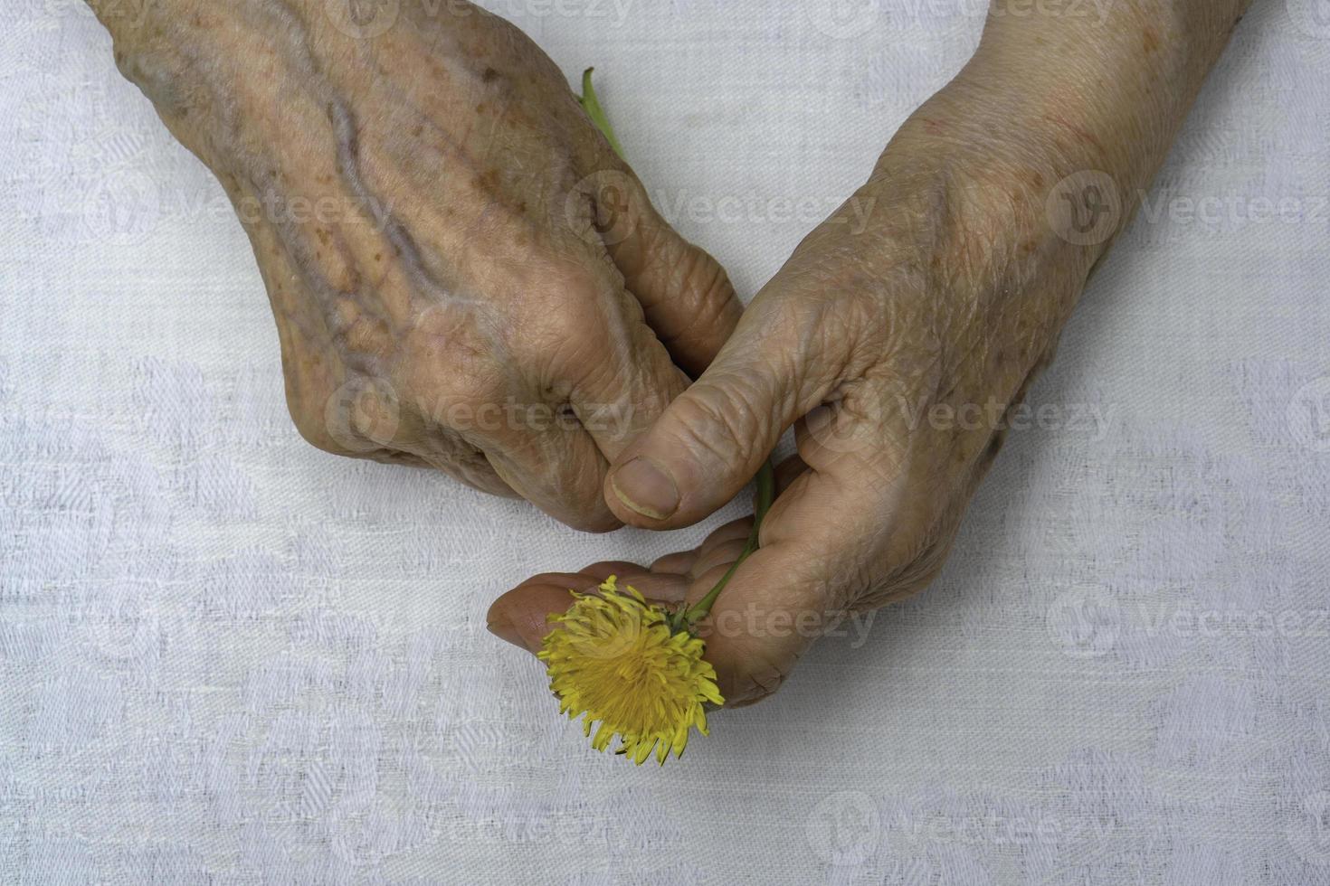 Senior woman hands and flower photo