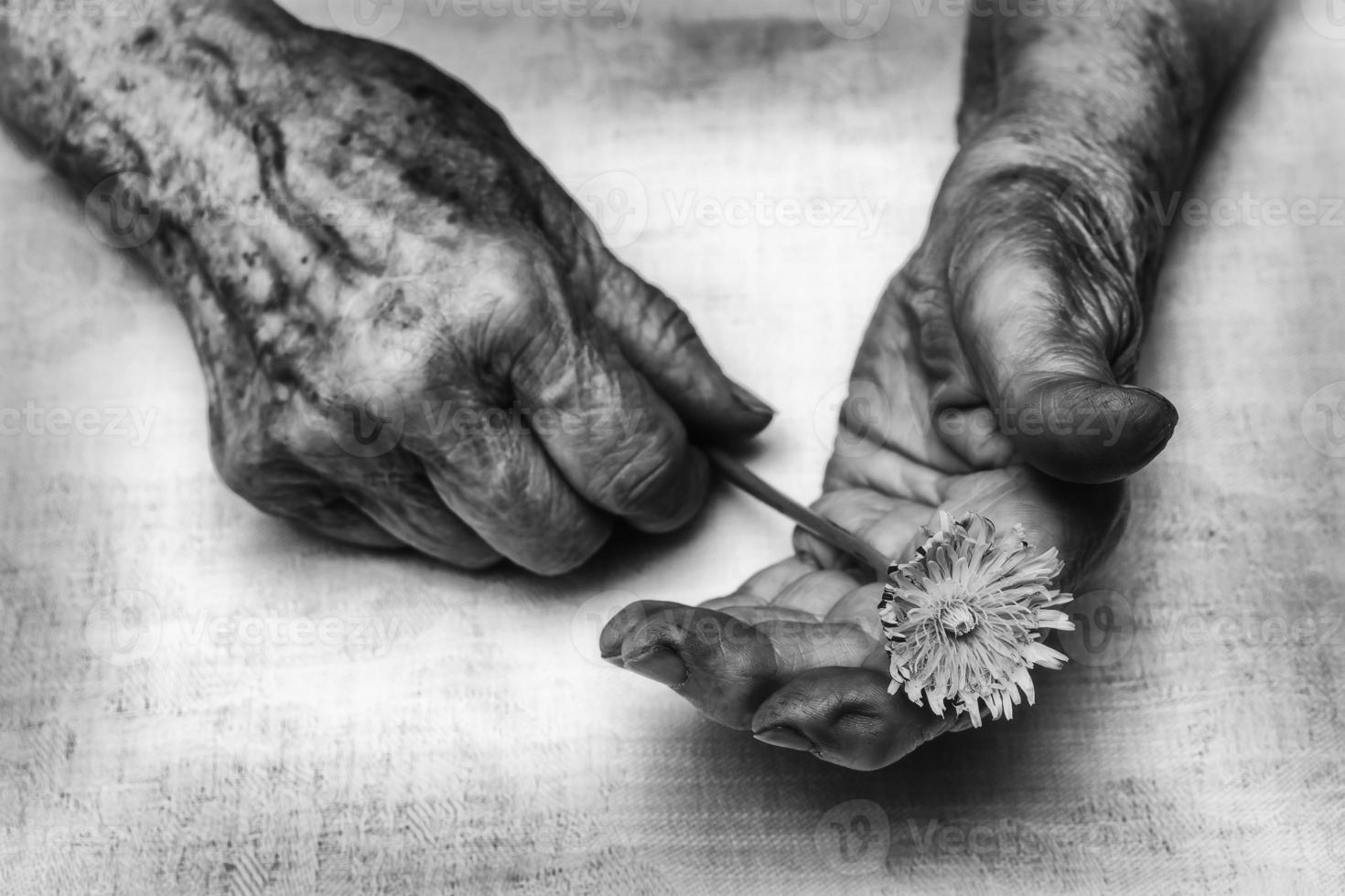 Senior woman hands and flower photo