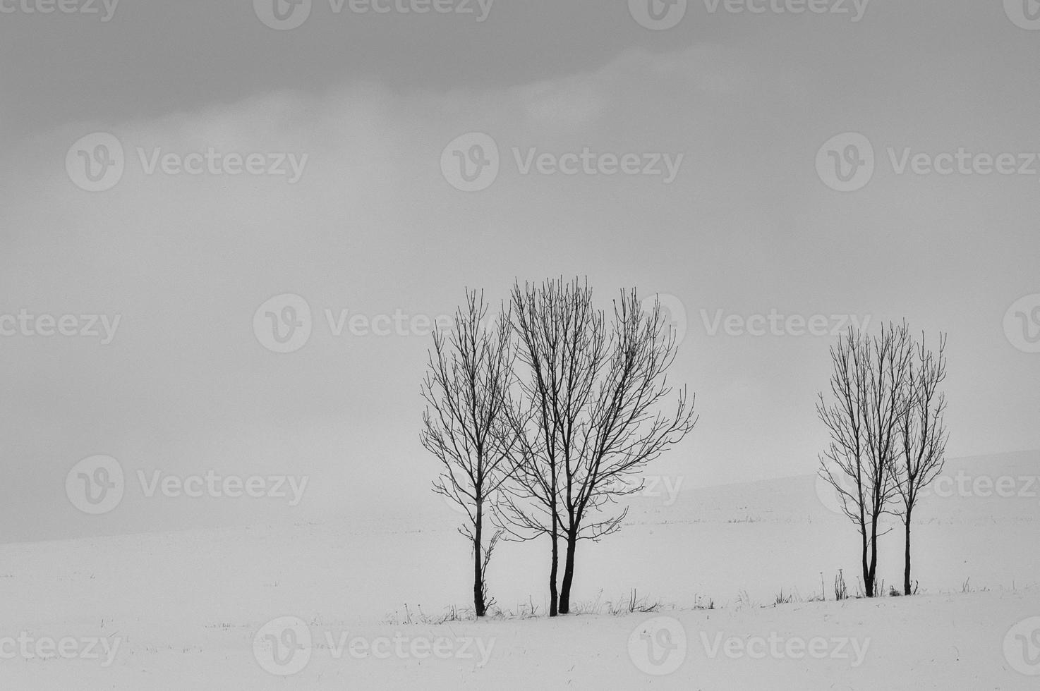 Group of trees in winter photo