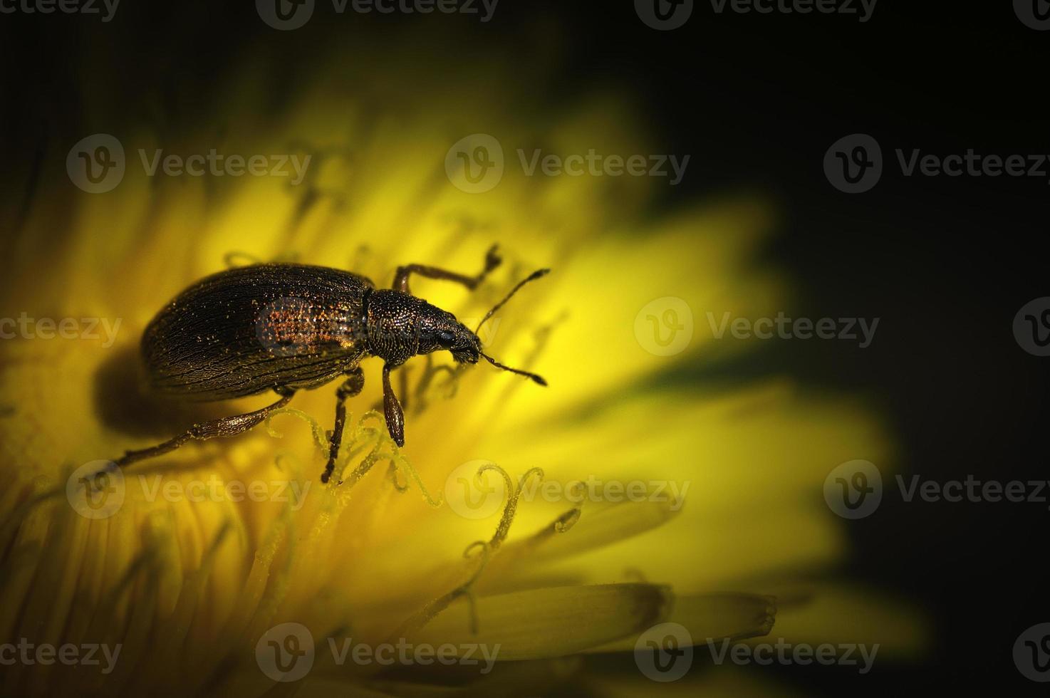 caridae beatle curculionoidea foto