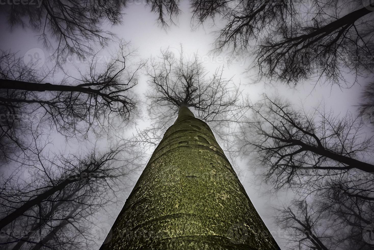 Spring tree crown photo