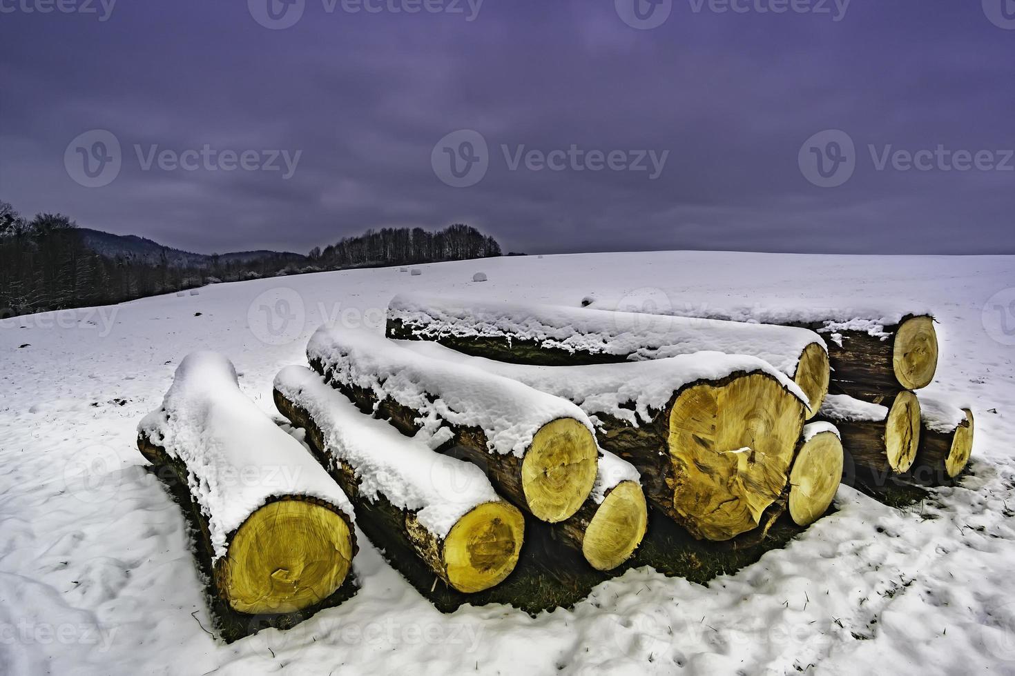 Trunks of felled trees in winter photo