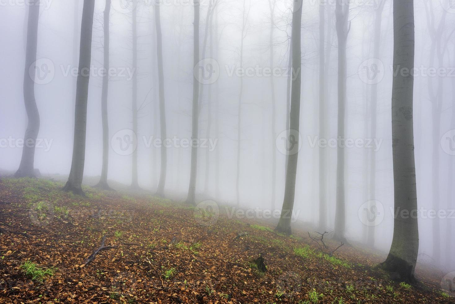 Spring beech forest photo