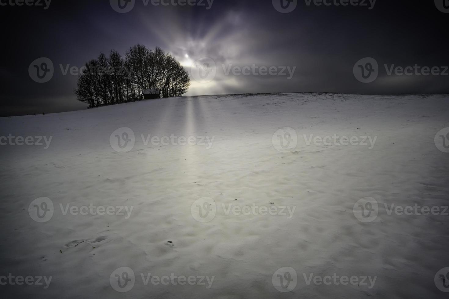 Trees on a hill photo