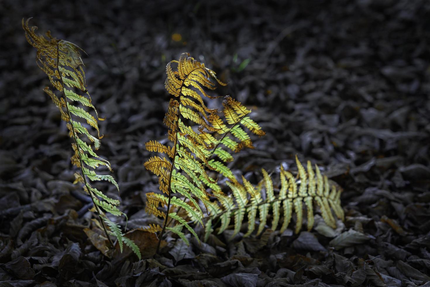 View of autumn-colored ferns photo