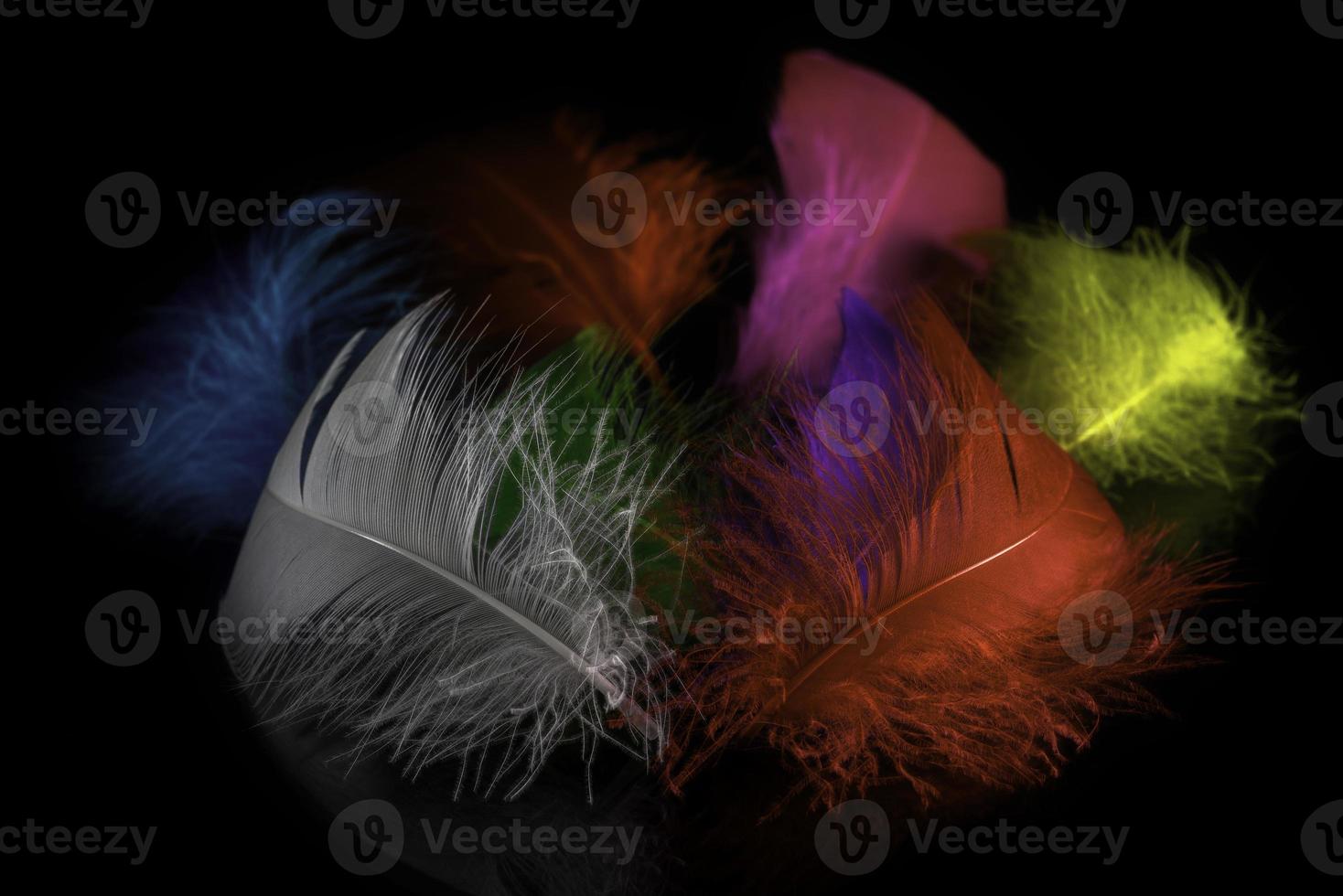 Close-up view of differently colored feathers photo