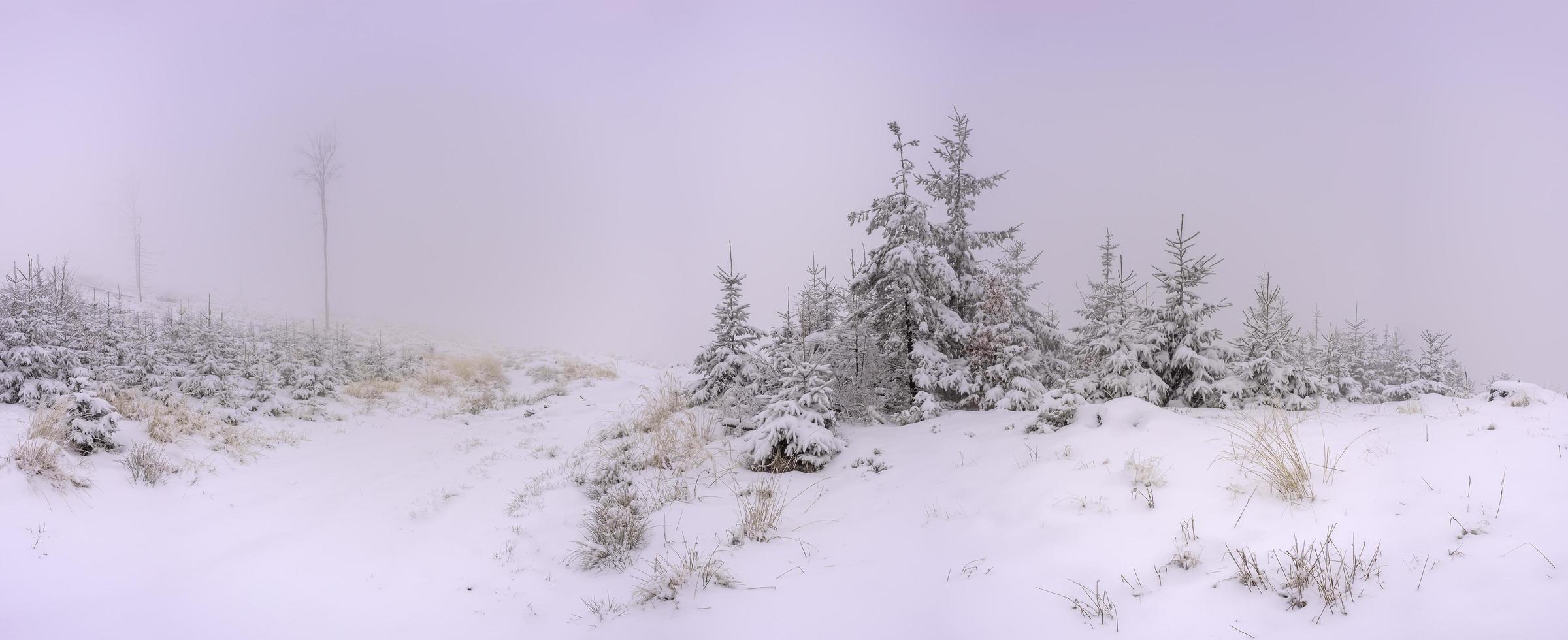 Panoramic view of winter landscape with forest grass and spruces photo