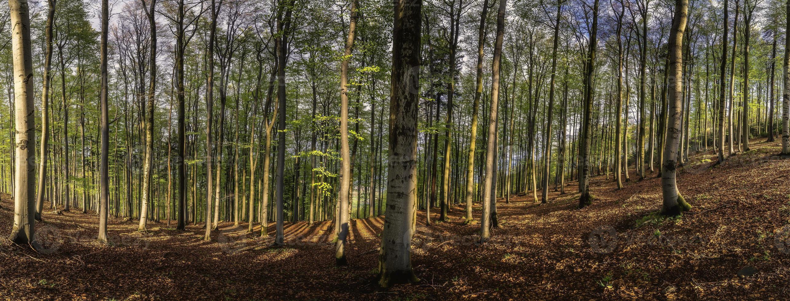 Panoramic view of spring beech forest photo