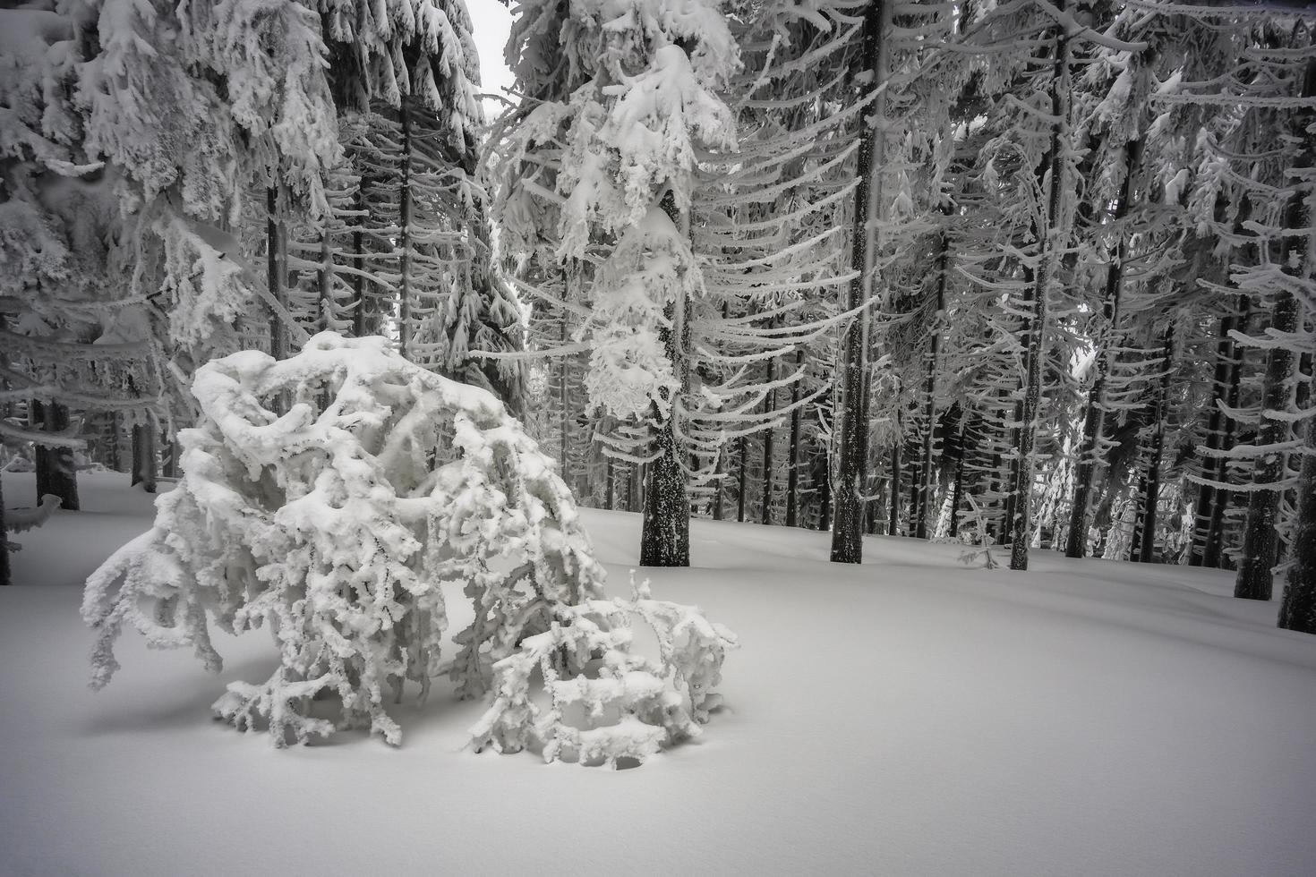 en el bosque de abetos de niebla de invierno foto