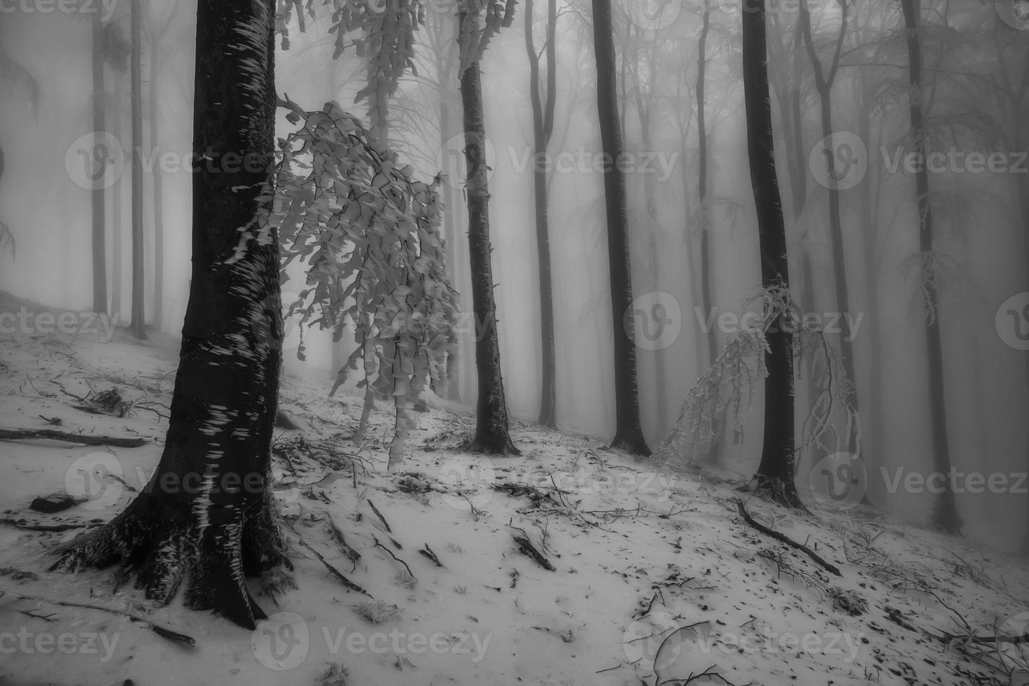 Winter beech forest photo