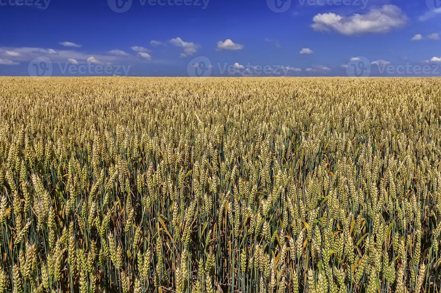 Wheat field in summer 11022448 Stock Photo at Vecteezy