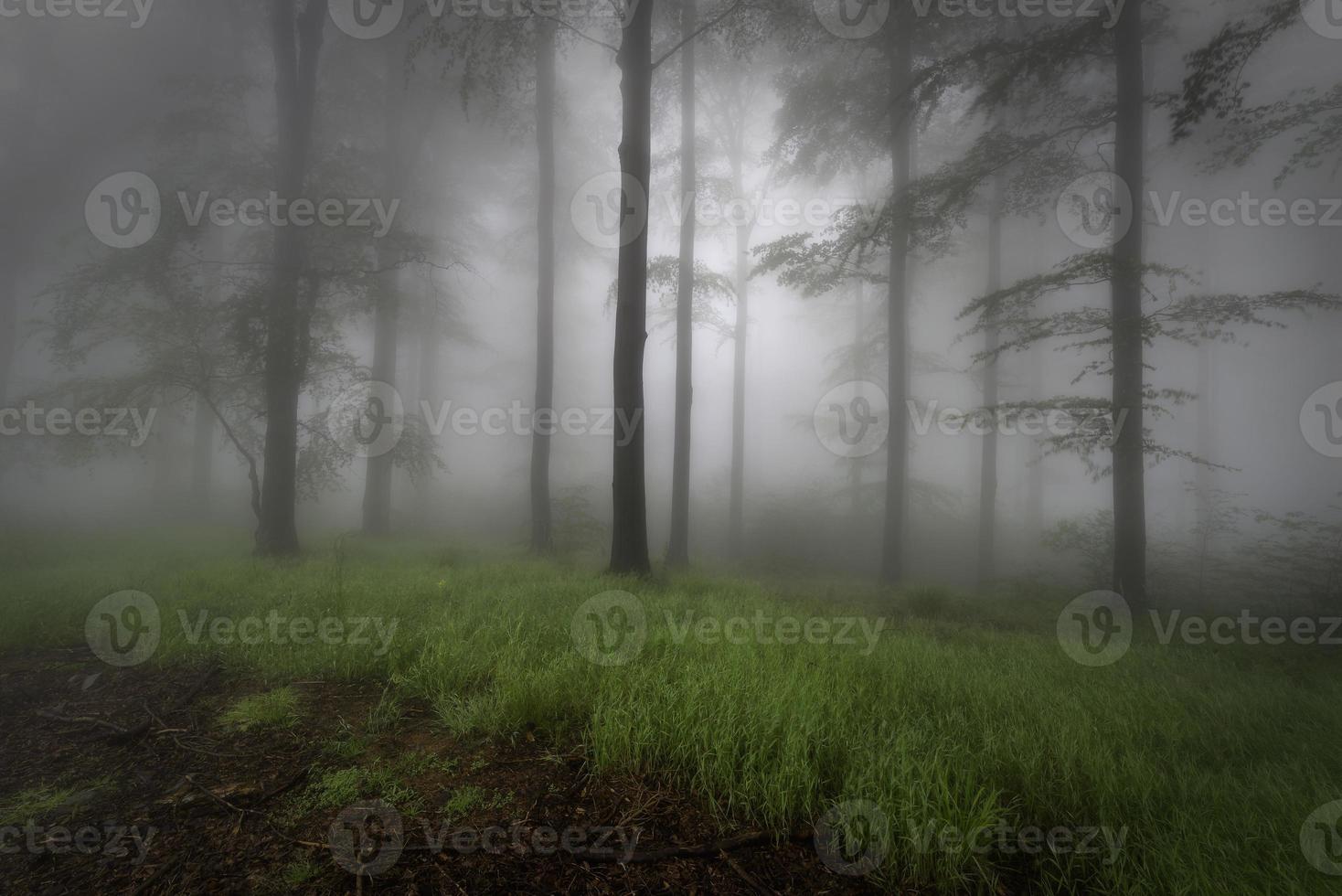 Summer beech forest photo
