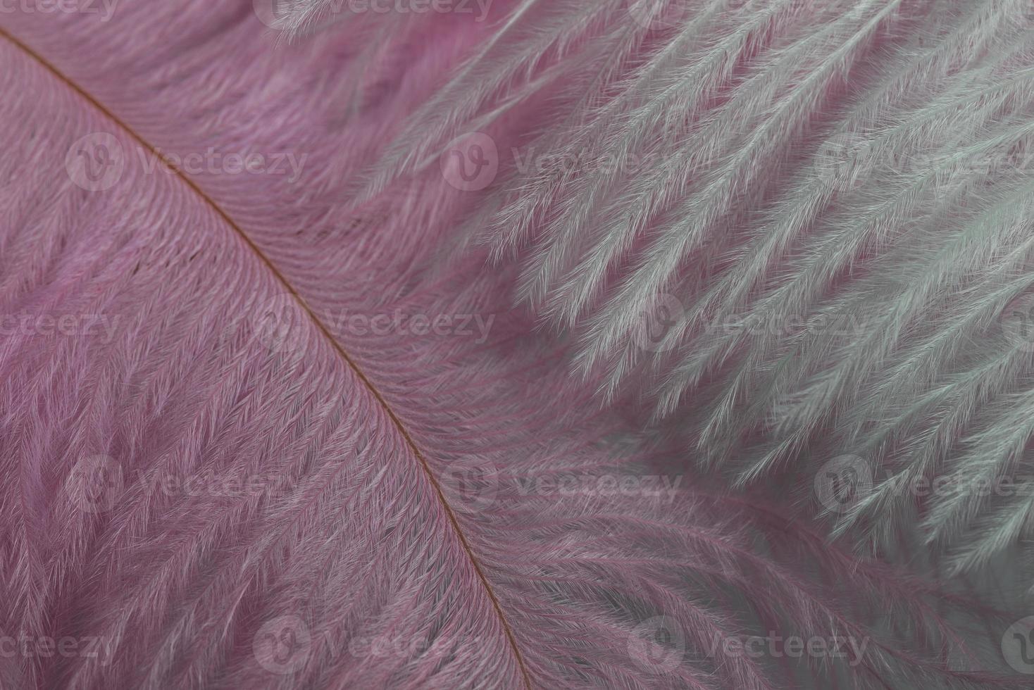 Macro view of lying feathers. photo