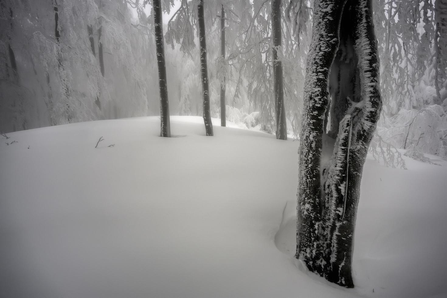 en el bosque de hayas de niebla de invierno foto