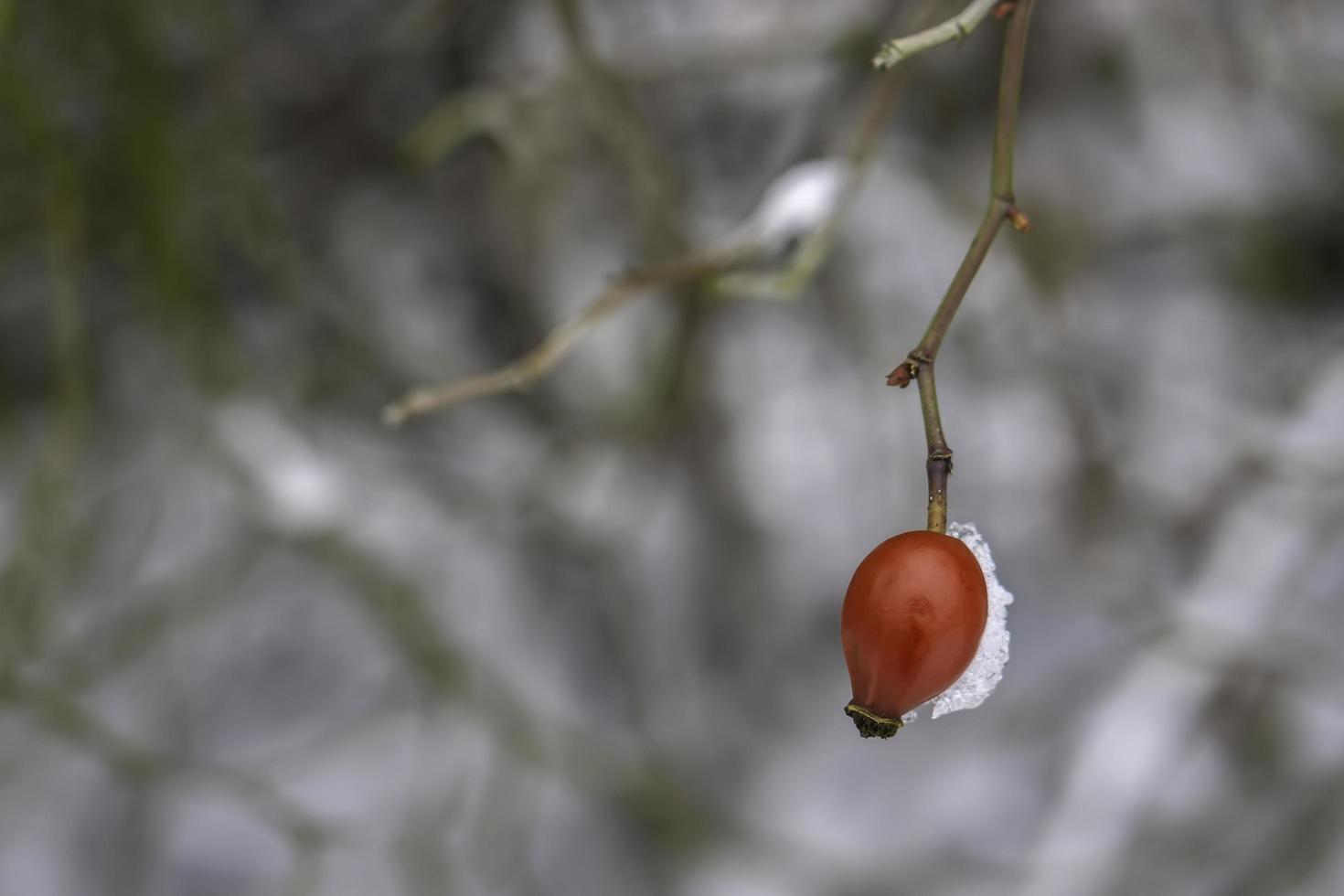 Red fruit of rose hip photo