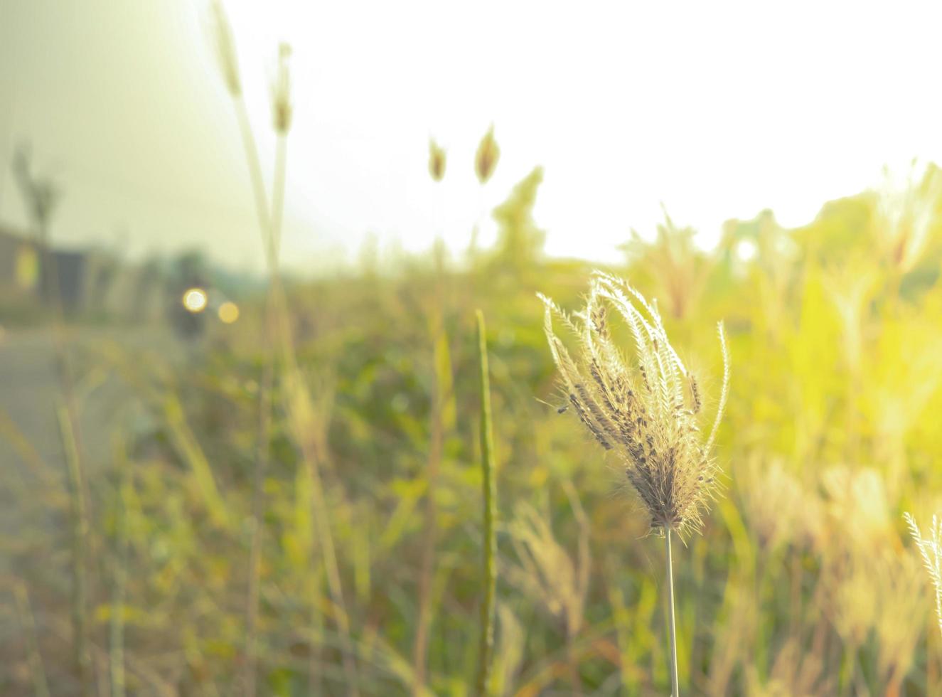 weeds on the roadside in the afternoon photo