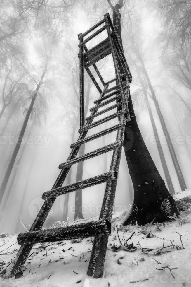 Winter beech forest photo
