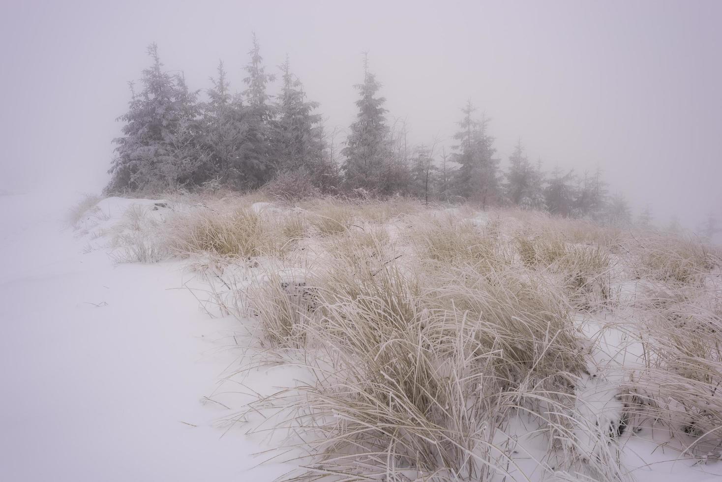 Winter landscape with forest grass and spruces photo