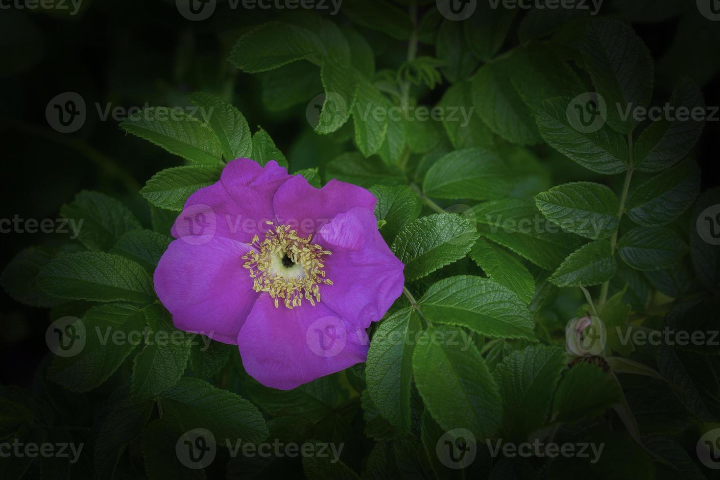 Lone flower Rosa nutkana photo