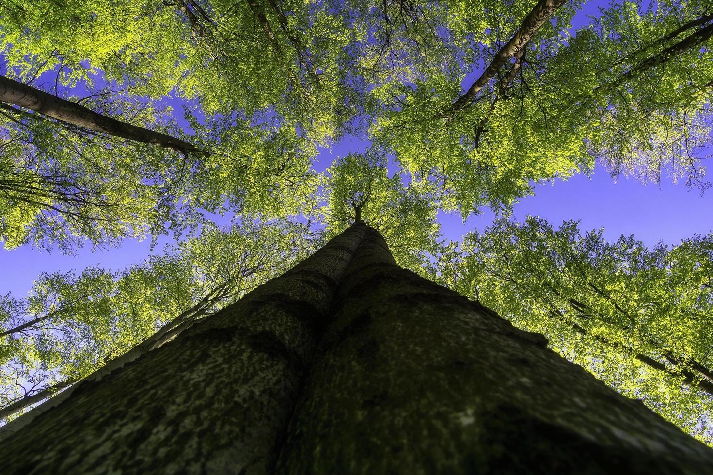 Spring tree crown photo