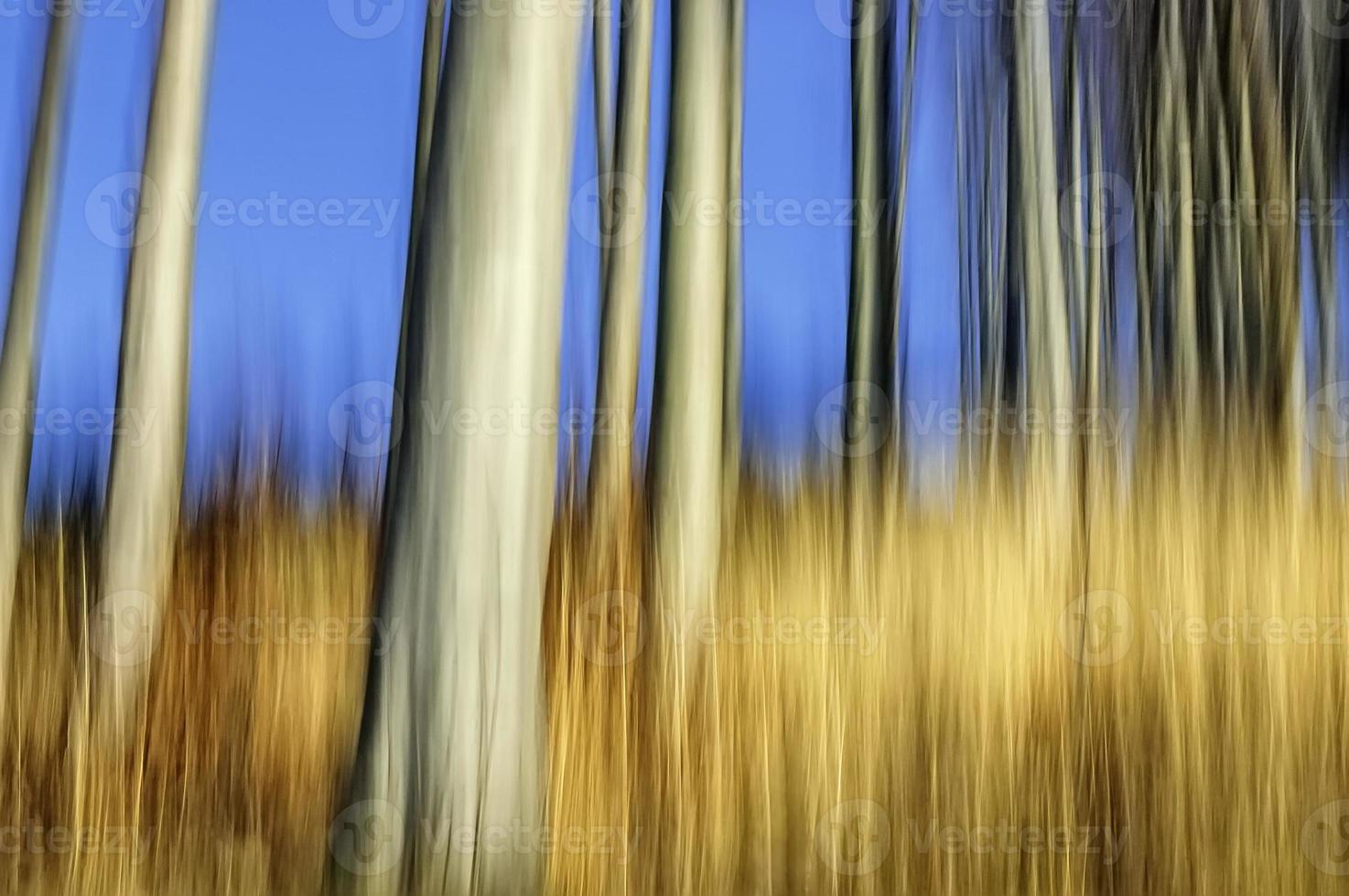 Abstract beech forest photo