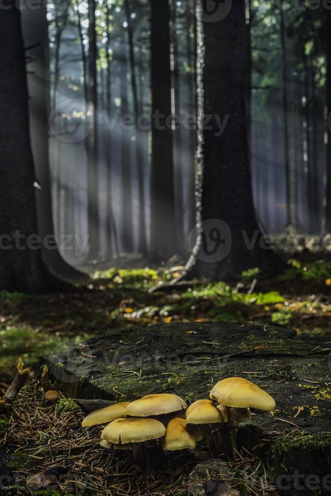 Group of mushrooms growing photo