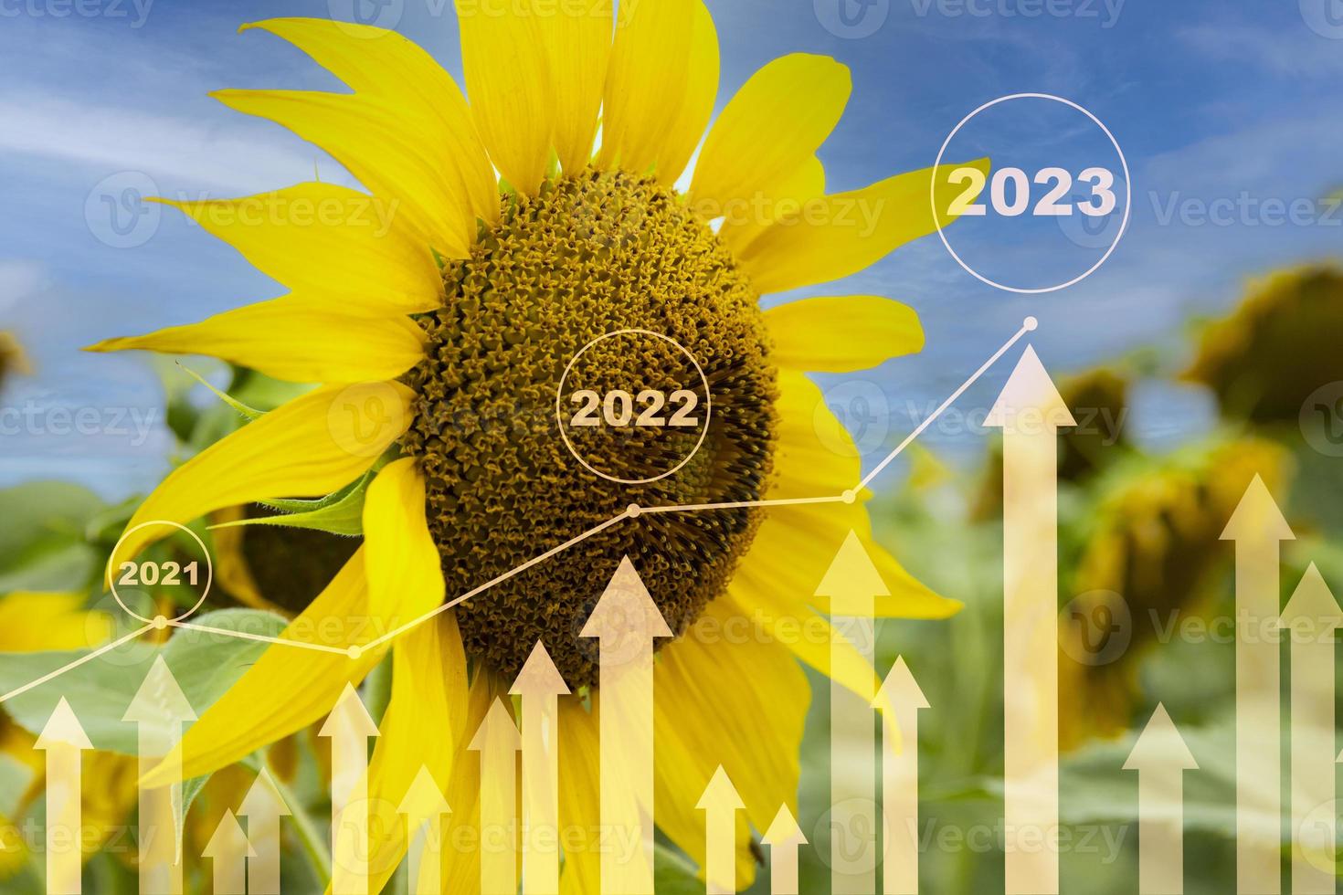 Sunflower, price, stock and production growth chart from 2021 to 2023. information poster. photo