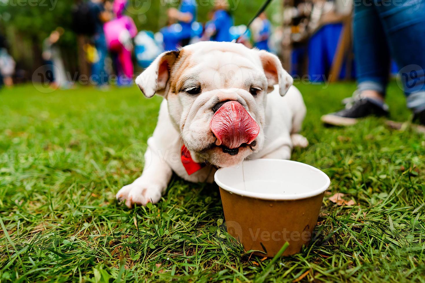 cachorro de bulldog británico. el perro yace en un césped verde y bebe agua, retrato de primer plano. foto