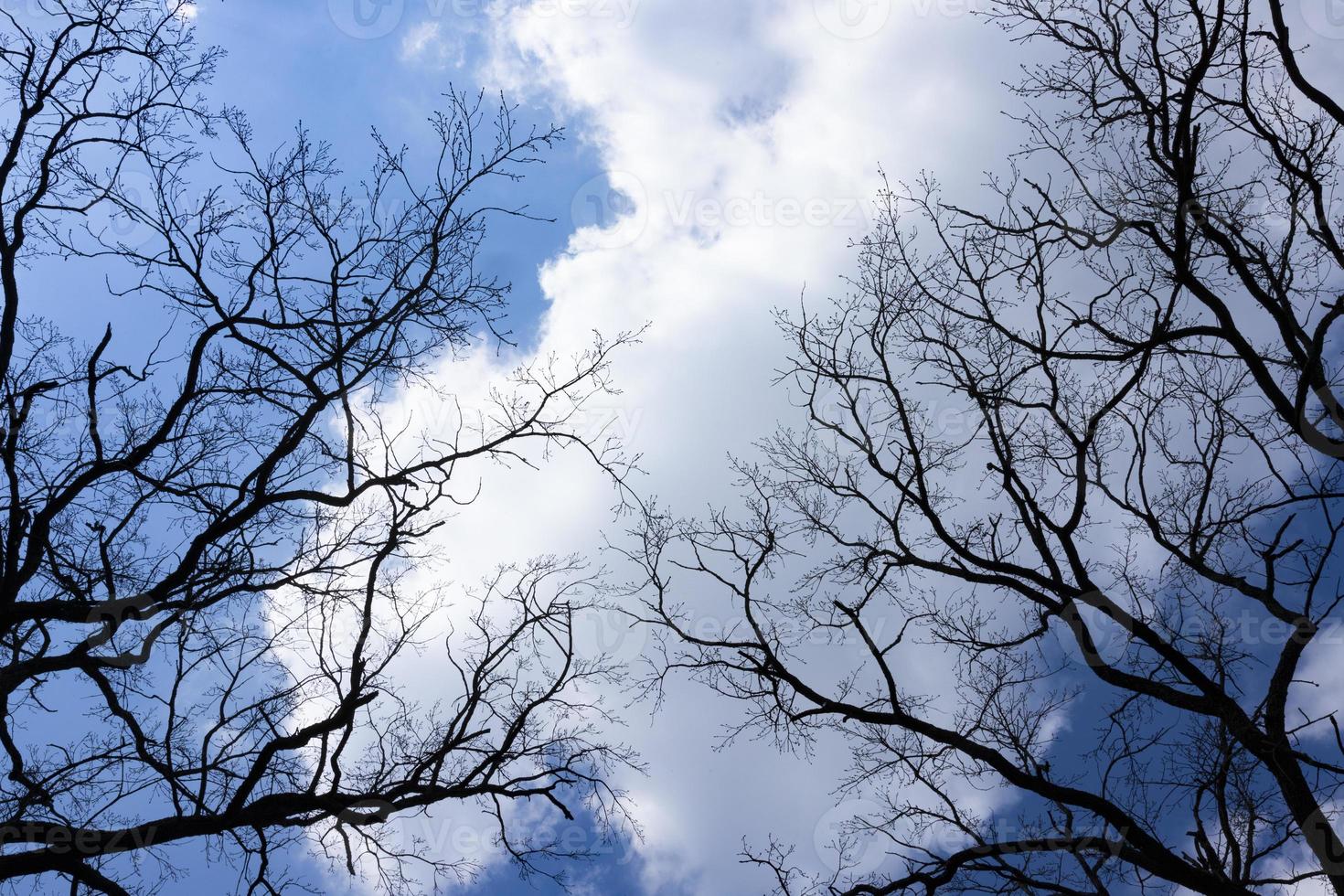 Silhouette of bare black trees without leaves on a background of a blue light sky with clouds. Contrasting image of tree branches in spring. The tops of the trees are crowned from bottom to top. photo