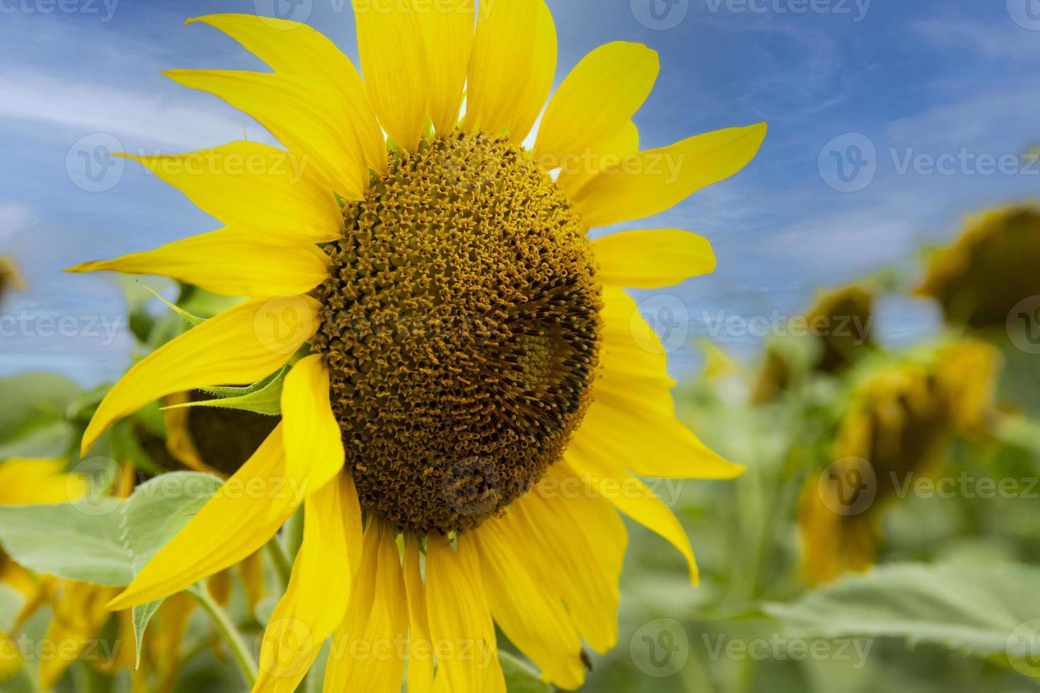 Flower, sunflower, close-up against the blue sky. Landscape photo