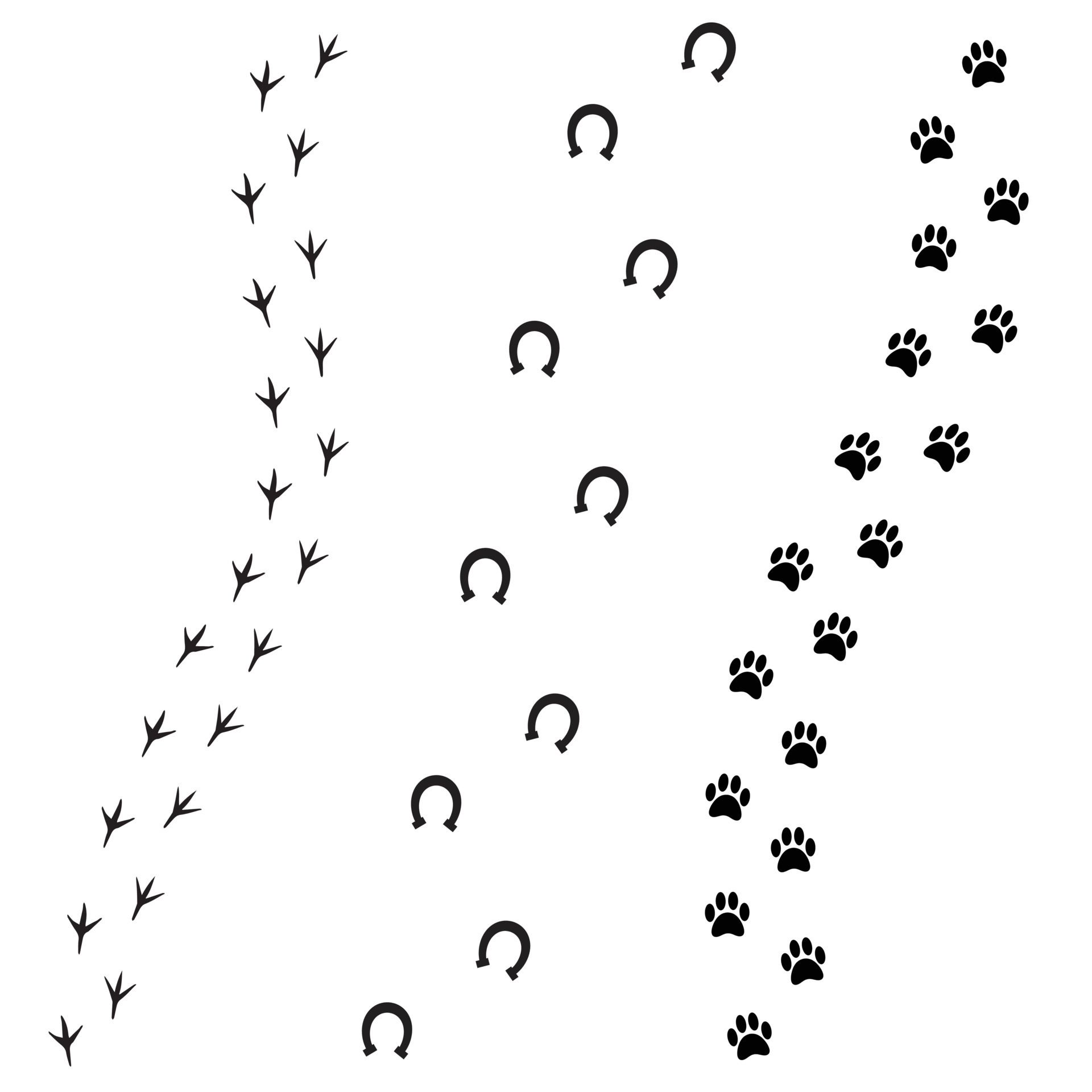 vector-black-set-of-animal-foot-print-path-track-11023859-vector-art-at