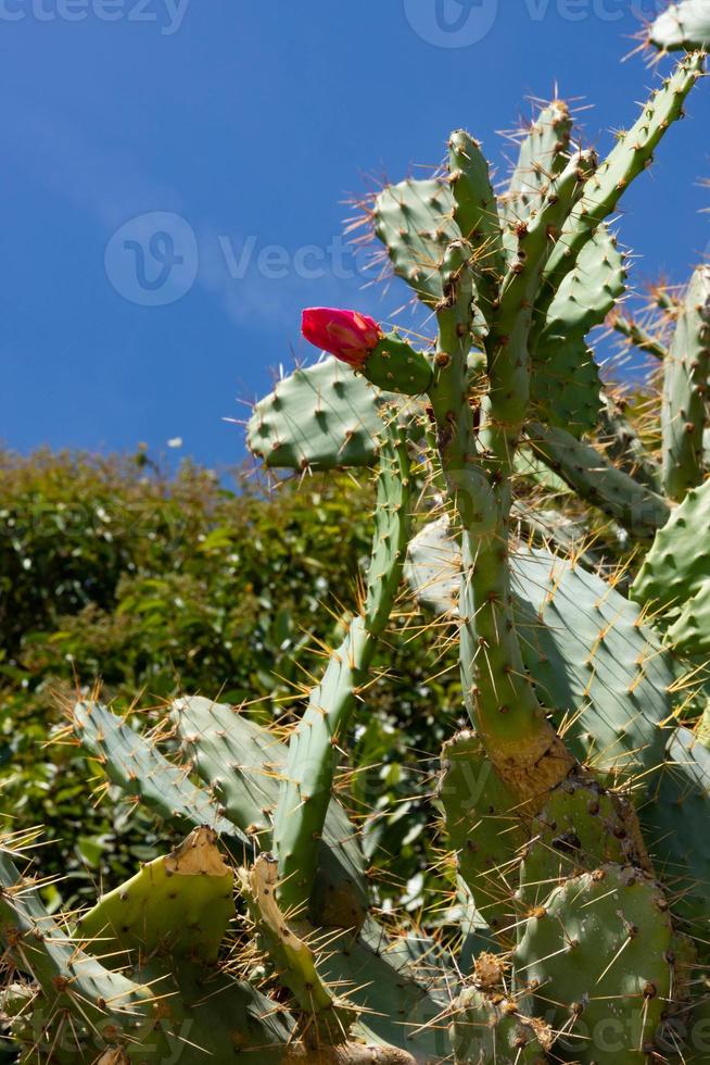 pink cactus flowers bloom outside. selective focus photo