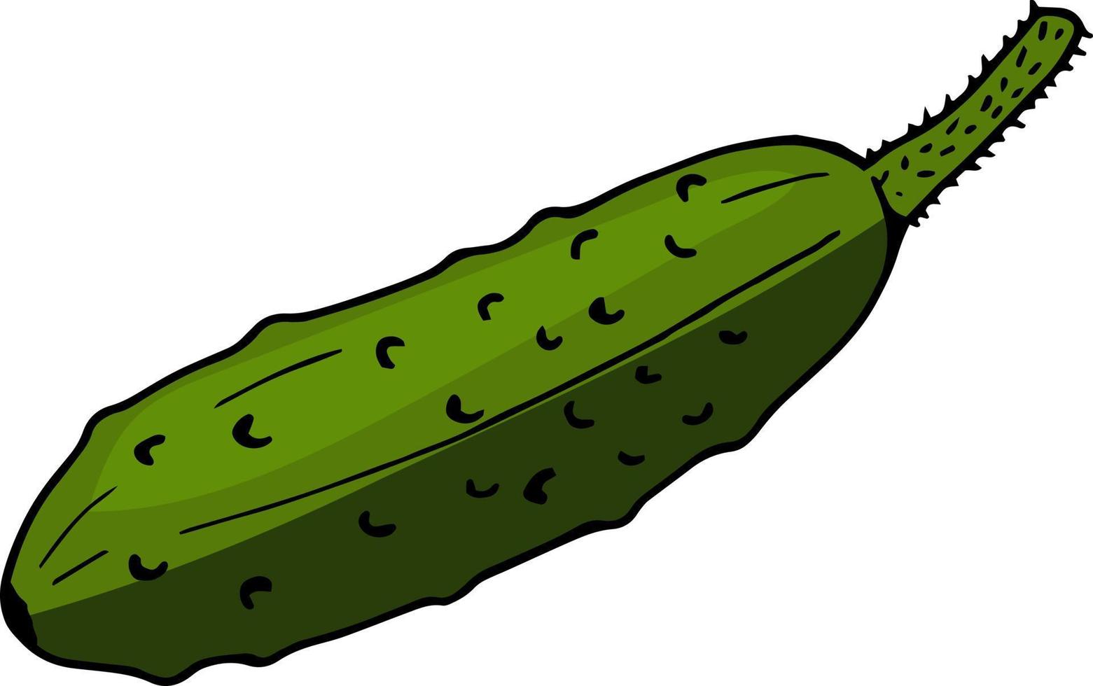 Beautiful cucumber on white background. Vector image.