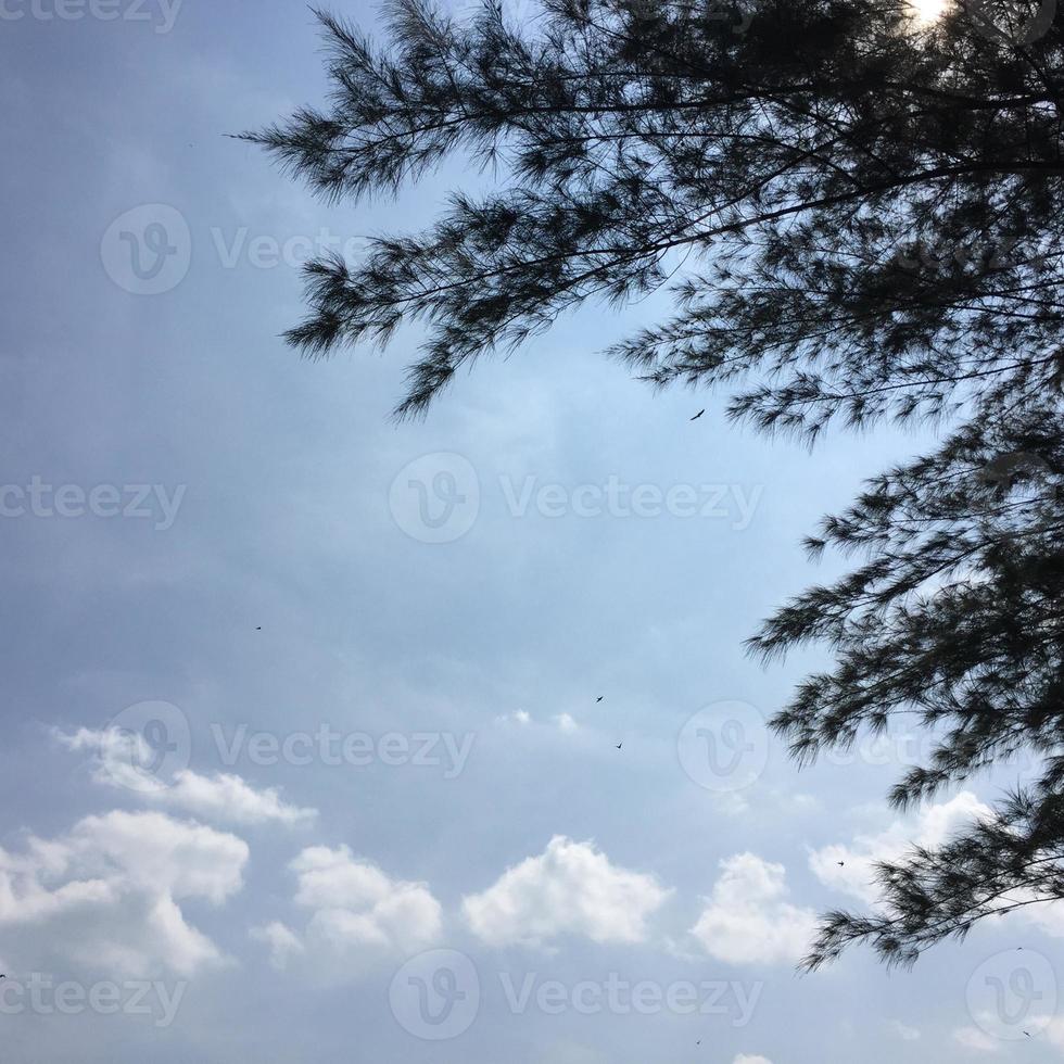 Dense leaves and tree branches photo