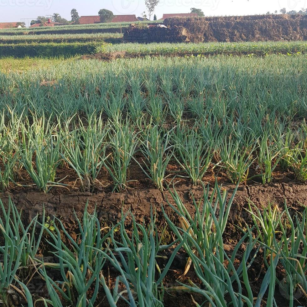 Onion and leek plantations in West Java. photo
