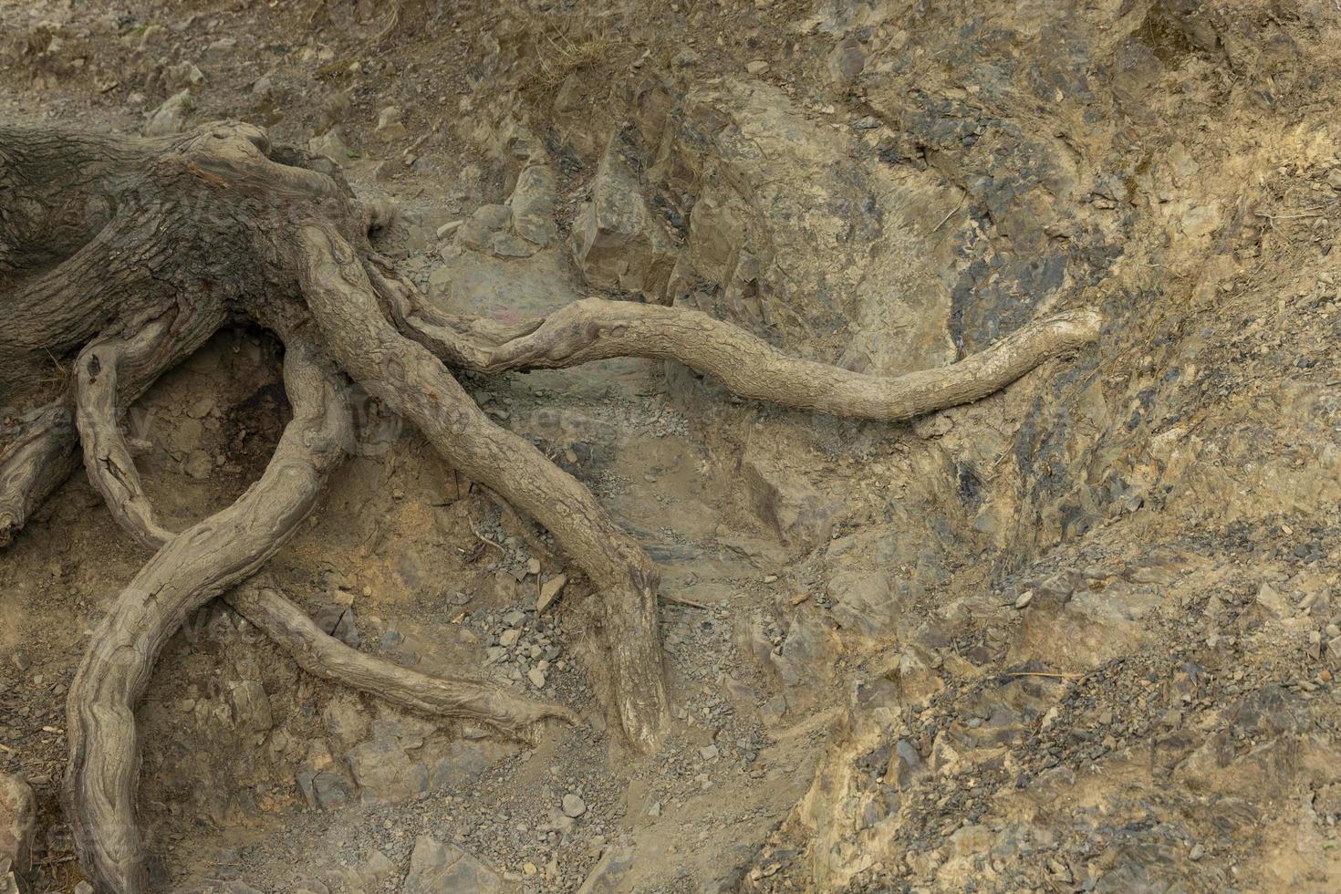 Powerful roots of the Downy Oak, Quercus pubescens, are exposed from under the clay soil in the mountains. Background. photo