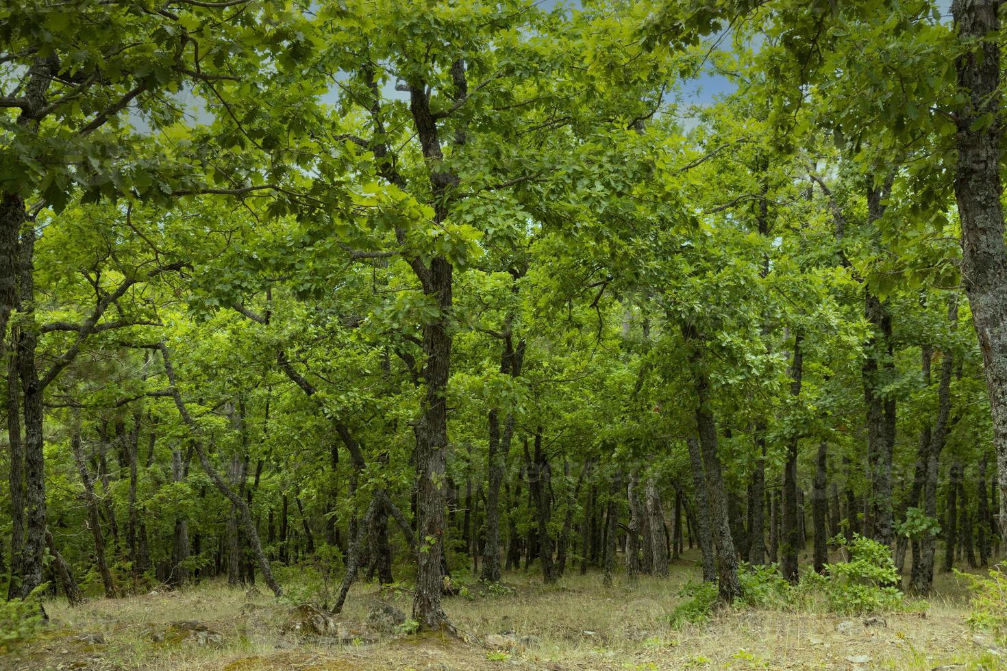 The downy oak tree, Quercus pubescens, grows in the highlands. Relic tree Oak. photo