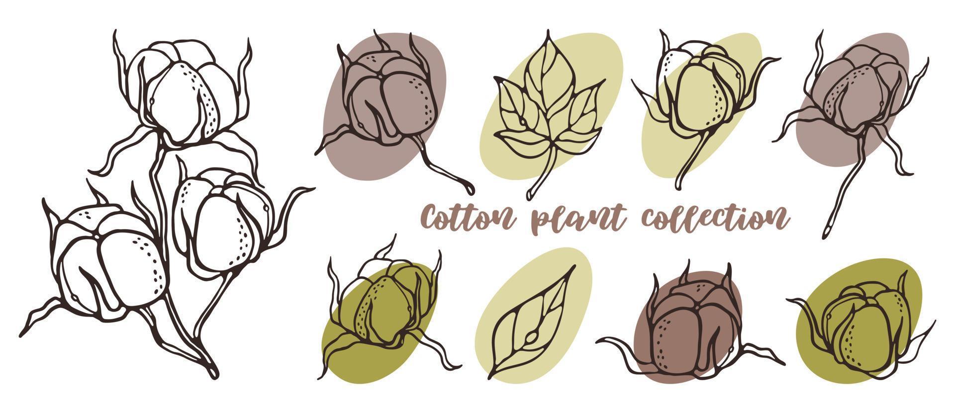 Cotton plant Collection outline Vector Illustration. Hand-drawn engraving flowers, leaves, plant parts for logo design and wedding invitation. Botanical rustic trendy sketch on color spots