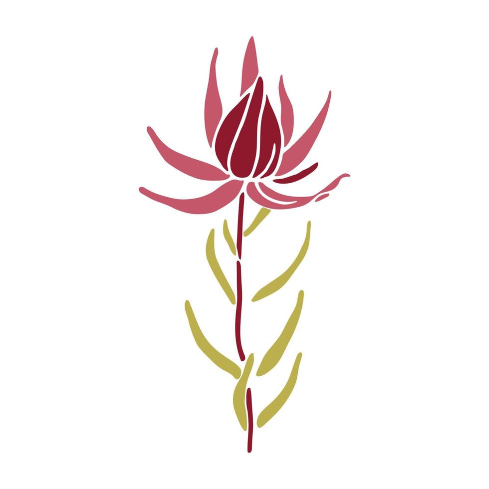 Hand-drawn flowers. Leucadendron plant. Vector doodle illustration