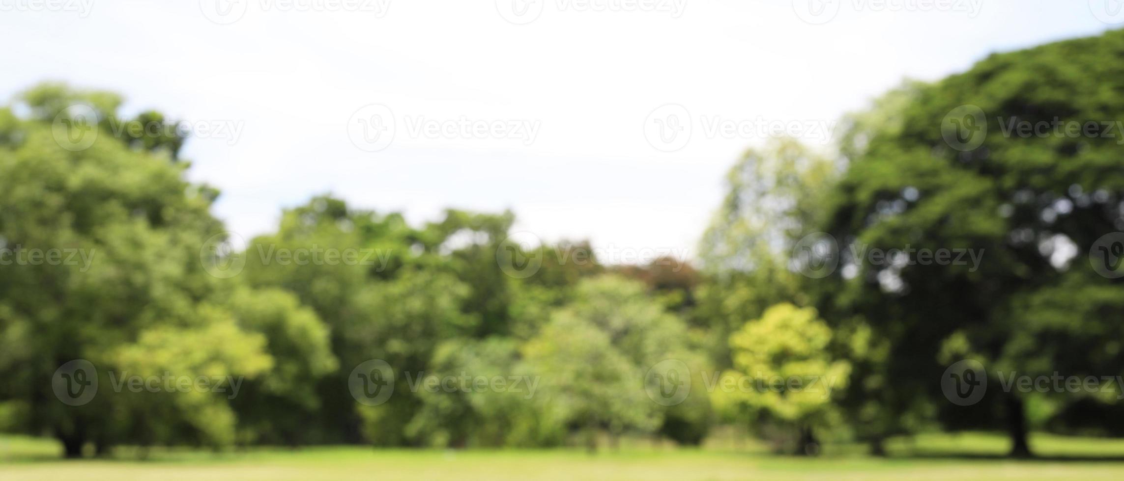 park tree in nature green and Lawn background,  in garden summer outdoor. photo