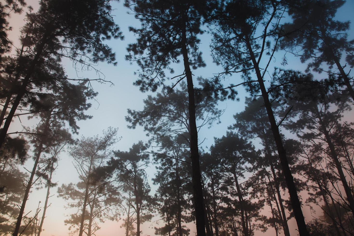 fotos de paisajes de pinos con la luz del sol, la naturaleza es hermosa