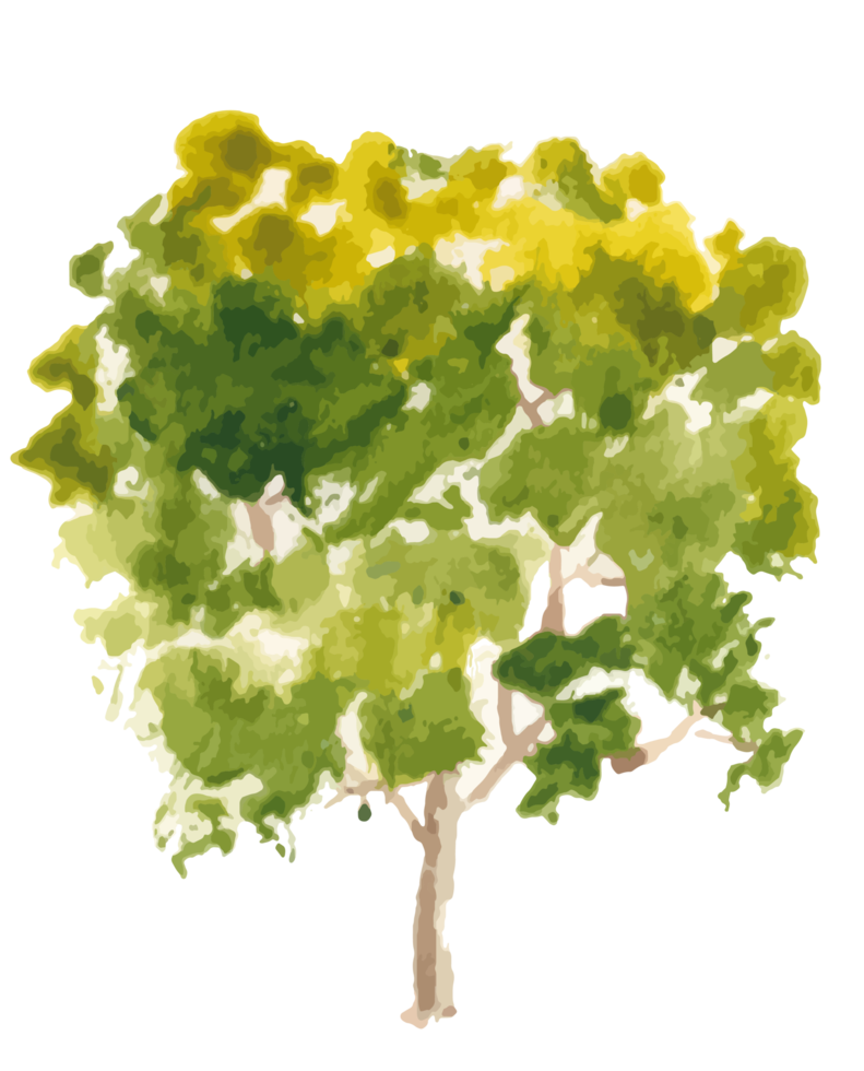 illustration aquarelle arbre dessiné à la main png