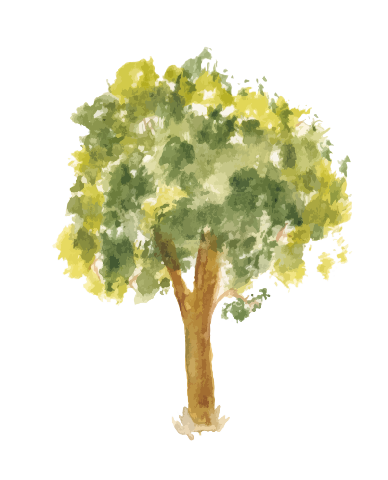 hand drawn tree watercolor illustration. png