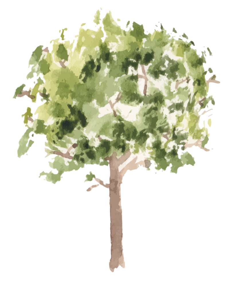 hand drawn tree watercolor illustration. png