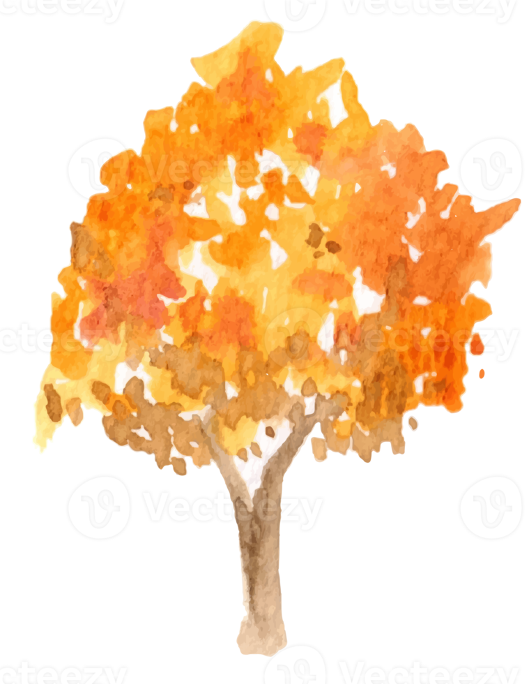 illustration aquarelle arbre automne png